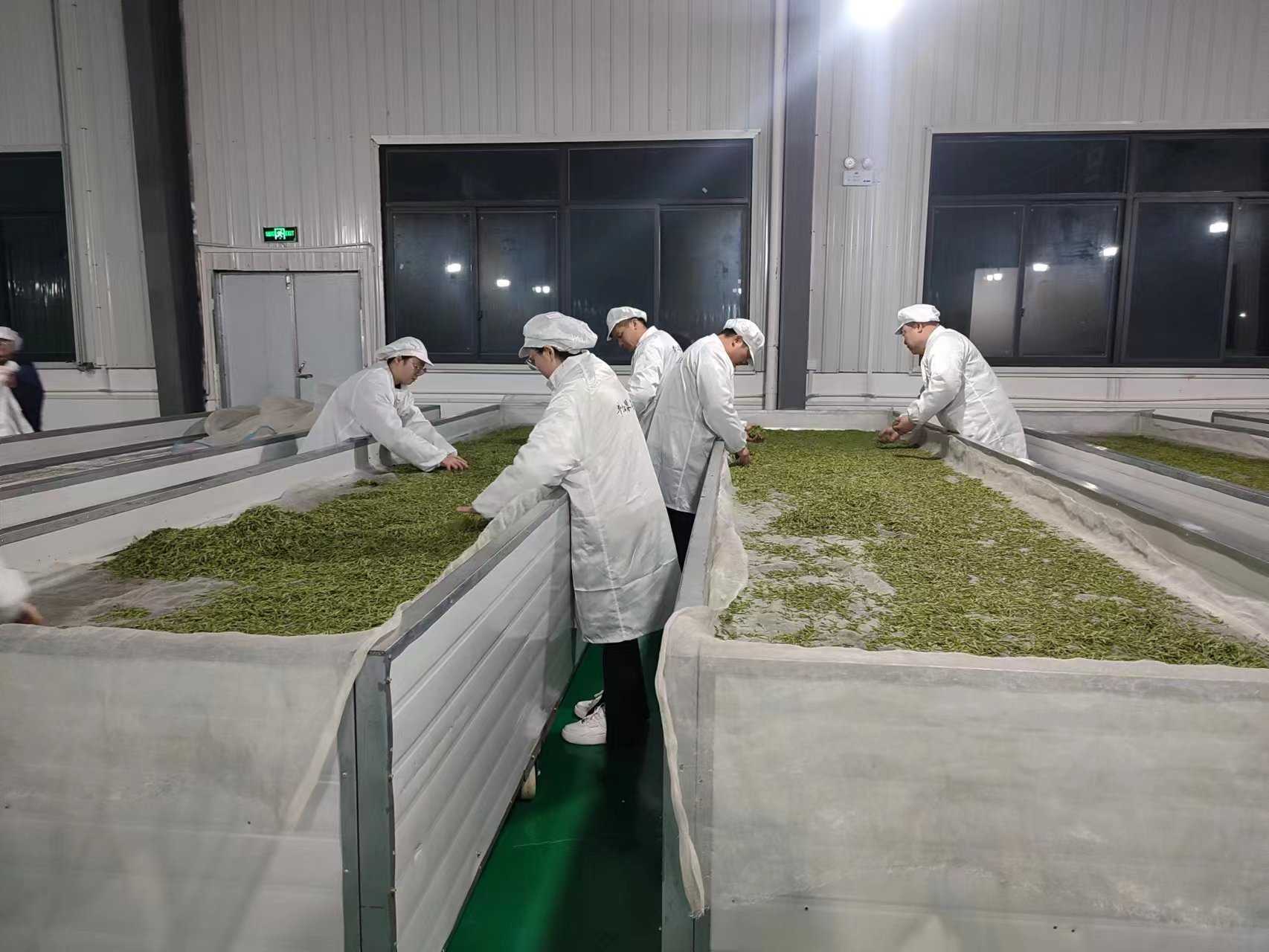 春茶吐新芽 茶業(yè)促振興——建中鎮(zhèn)第一批春茶采摘正當(dāng)時(shí)