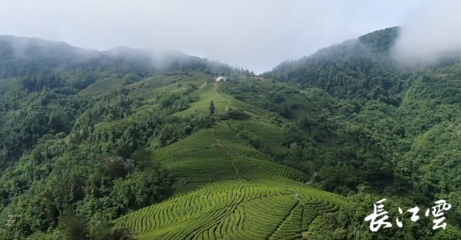 十堰市一季度項(xiàng)目拉練暨3月份重大項(xiàng)目集中開工活動舉行 推動精制茶產(chǎn)業(yè)高質(zhì)量發(fā)展